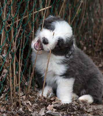 0285FTPups.jpg