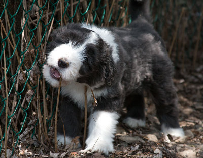 0288FTPups.jpg