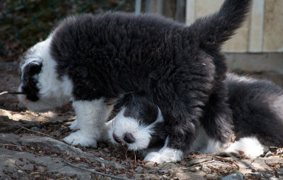 0290FTPups.jpg