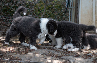 0292FTPups.jpg