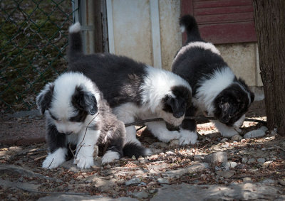 0293FTPups.jpg
