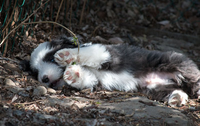 0295FTPups.jpg