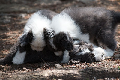 0296FTPups.jpg