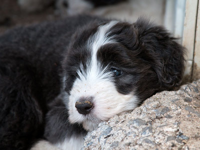 0298FTPups.jpg