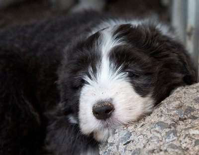 0299FTPups.jpg
