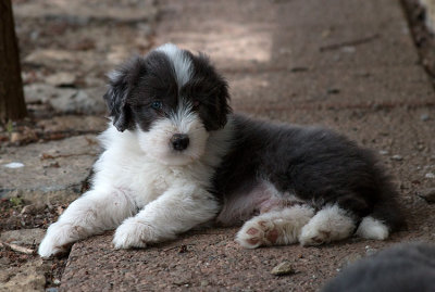 0304FTPups.jpg