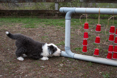 0311FTPups.jpg