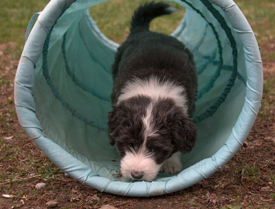 0313FTPups.jpg