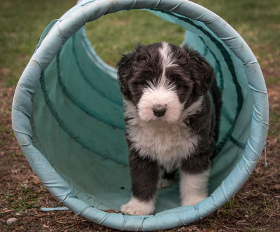 0314FTPups.jpg