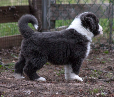 0317FTPups.jpg