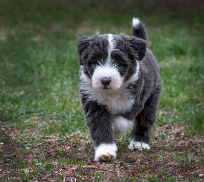 0324FTPups.jpg