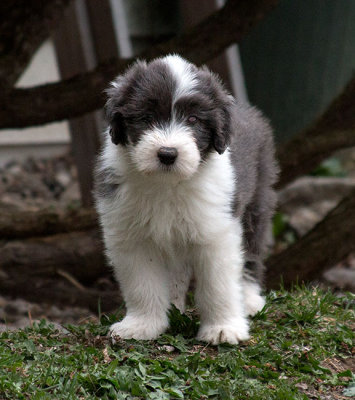 0326FTPups.jpg