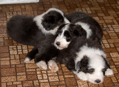 0333FTPups.jpg