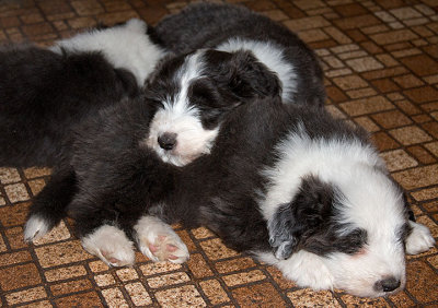 0334FTPups.jpg
