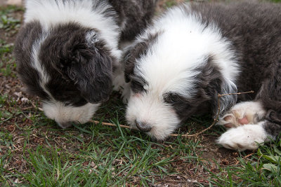0336FTPups.jpg