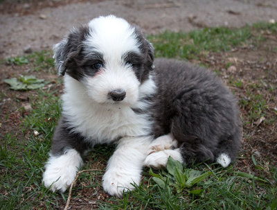0340FTPups.jpg
