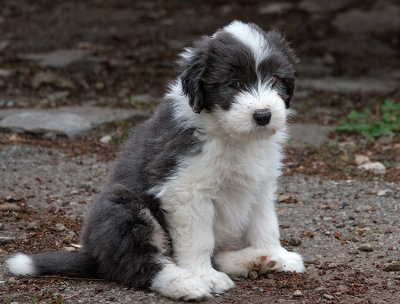 0342FTPups.jpg