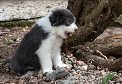 0346FTPups.jpg