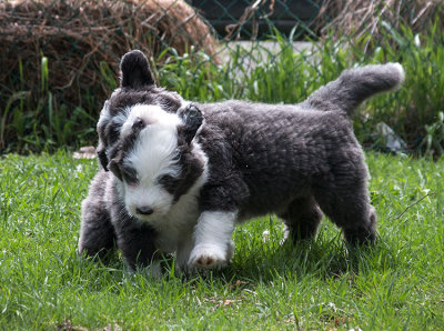 0347FTPups.jpg