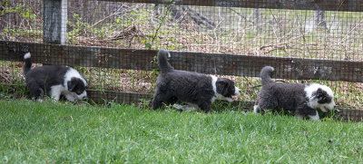 0349FTPups.jpg