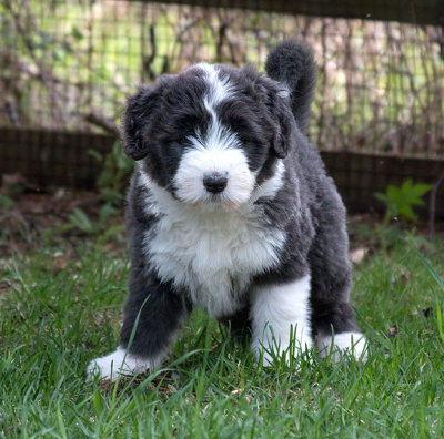 0350FTPups.jpg
