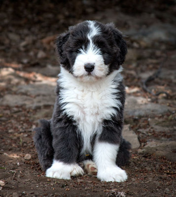 0355FTPups.jpg