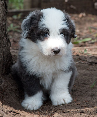 0361FTPups.jpg