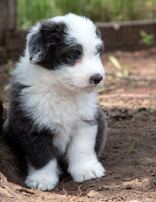 0362FTPups.jpg
