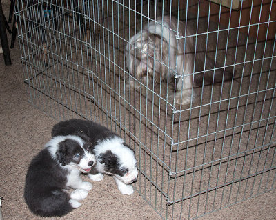 0365FTPups.jpg