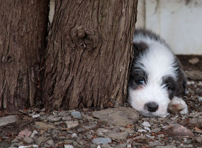 0368FTPups.jpg