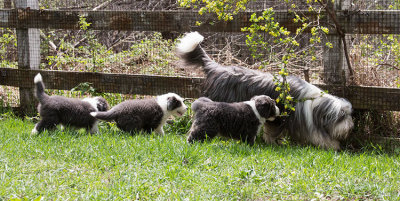 0378FTPups.jpg