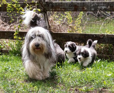 0379FTPups.jpg