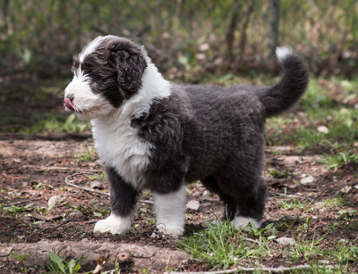 0381FTPups.jpg