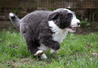 0383FTPups.jpg