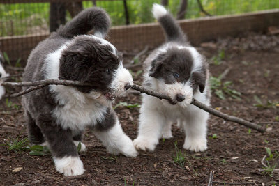 0390FTPups.jpg