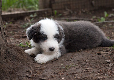 0393FTPups.jpg