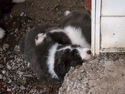 0398FTPups.jpg