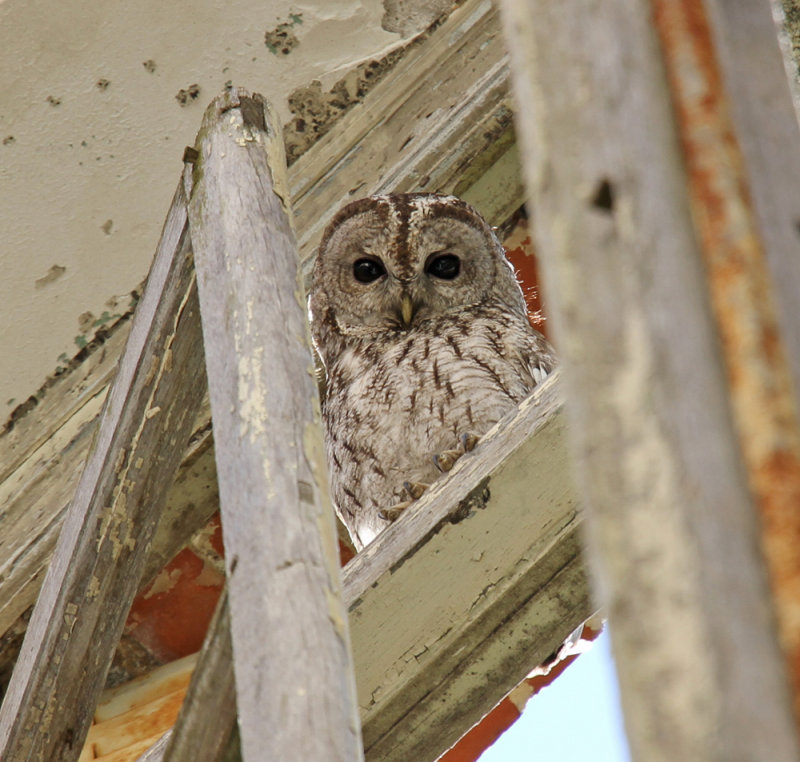 Tawny Owl - Strix aluco