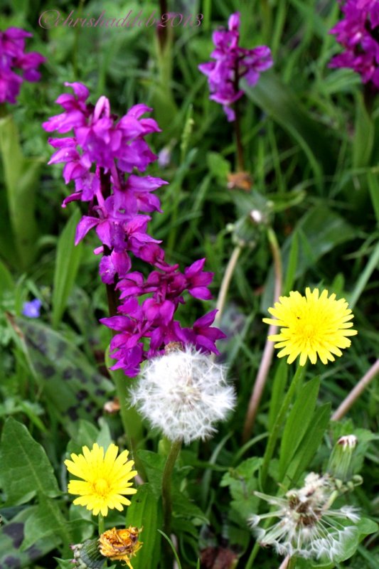 Wild flowers
