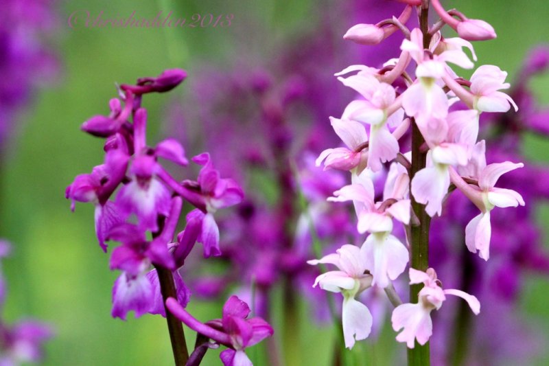 Wild Orchid