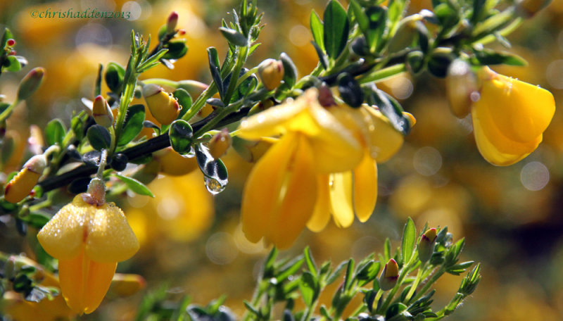 French Broom - Genista monspessulana