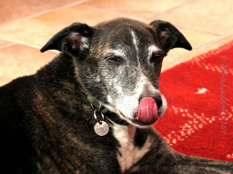 Max, 15 years 9 months