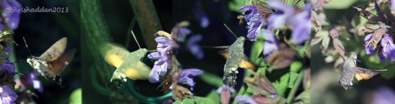 Hummingbird Hawk Moth - Macroglossum stellatarum