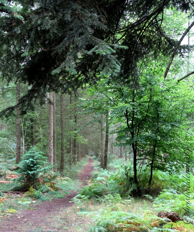 A favourite footpath