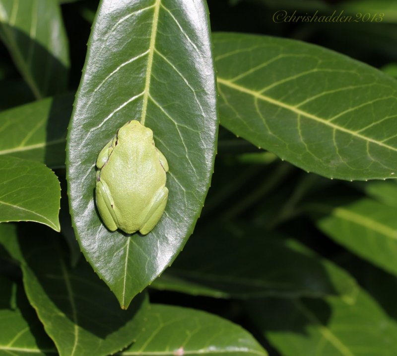 A garden visitor - Hyla arborea