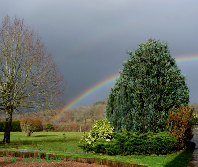 Two trees with yesterdays rainbow.