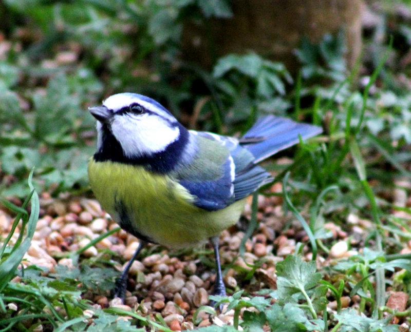 Blue tit - Cyanistes caeruleus
