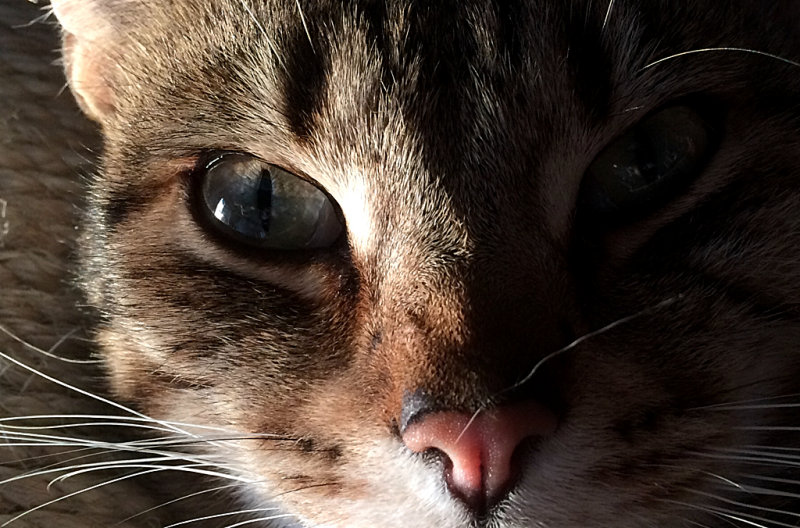 Horace