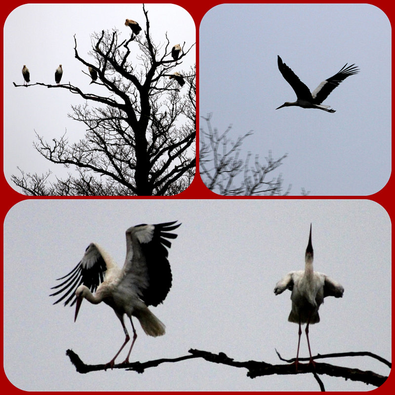 White storks