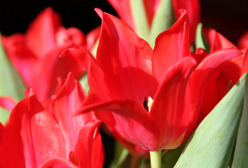 Tulips